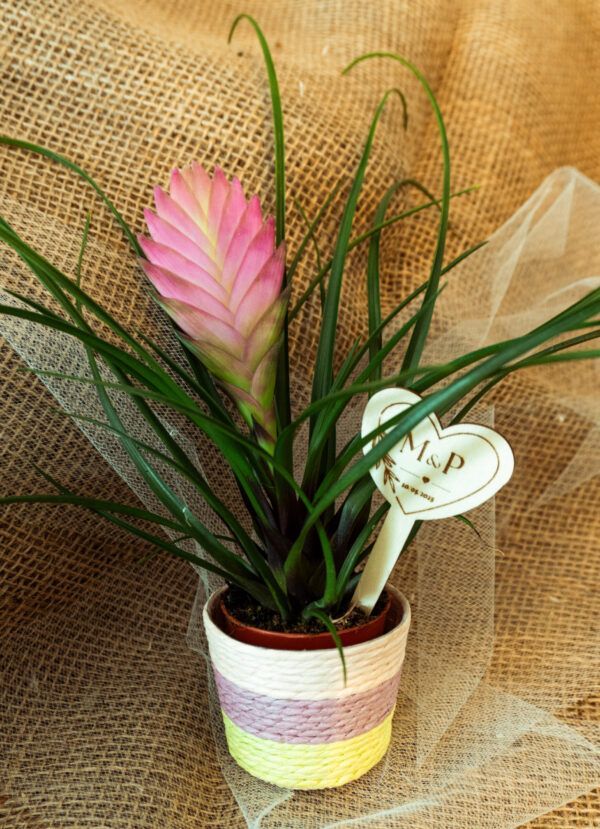 Bromelia con Cubre Maceta
