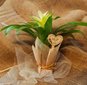 Bromelia con Tela Rústica