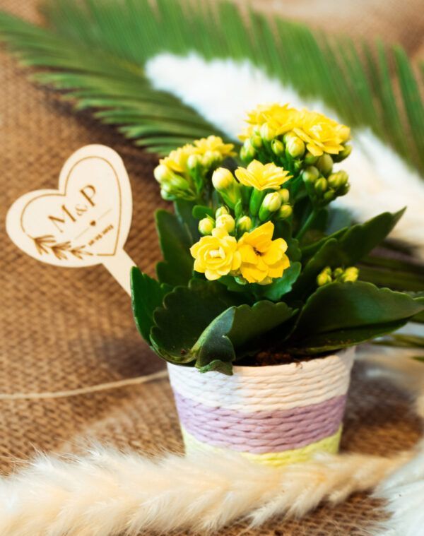 Kalanchoe con Cubre Maceta