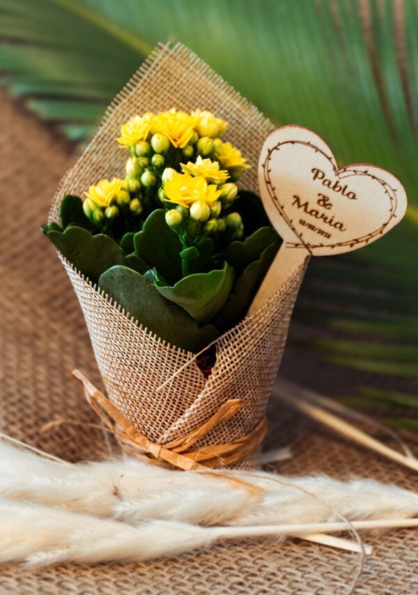 Kalanchoe con Tela Rústica